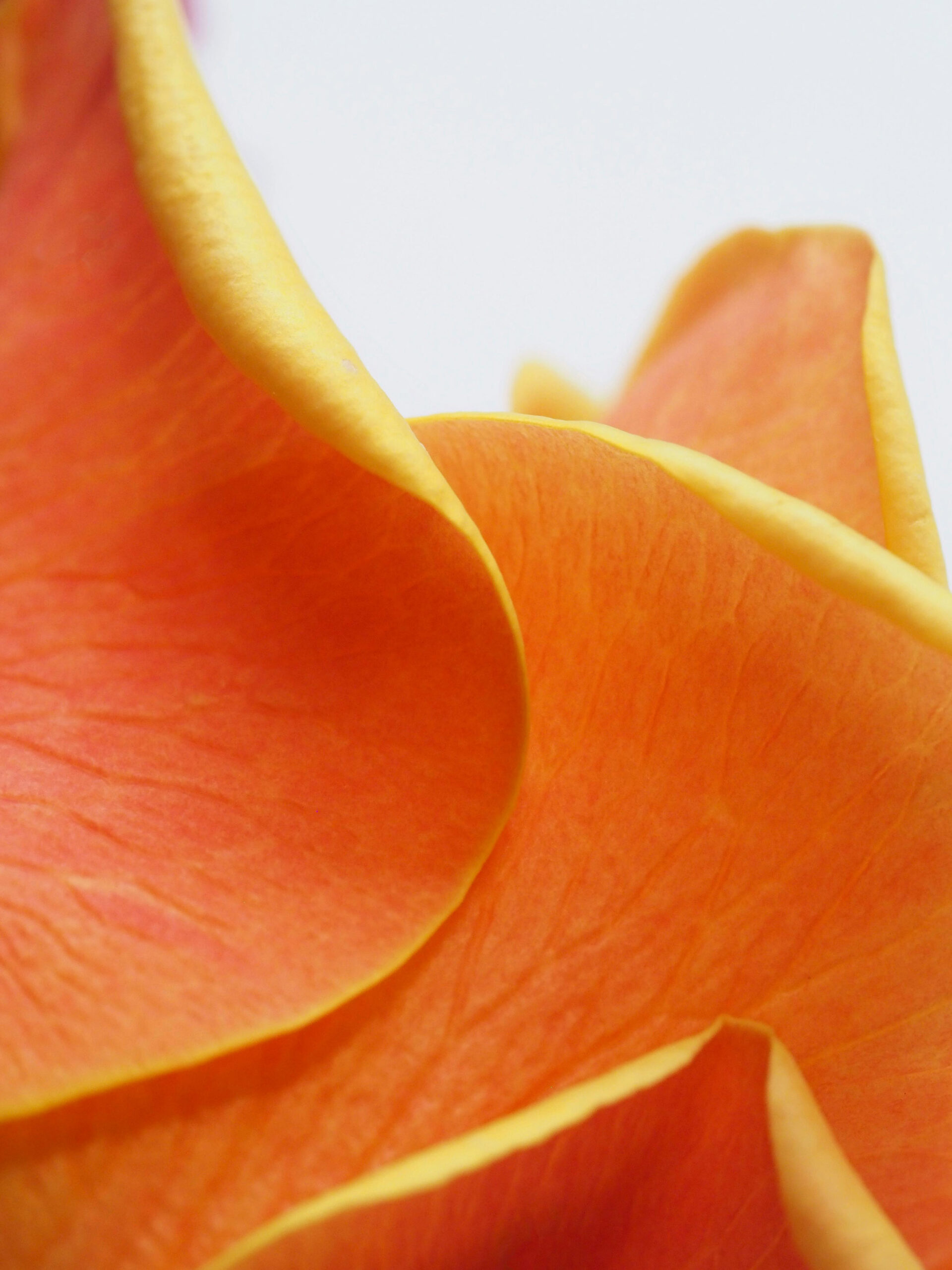 Rose2_ Rose, Womb Wisdom, Karin Kornfeld, Inhalte